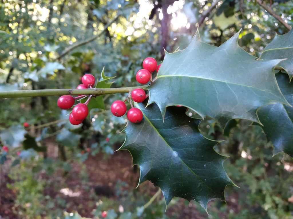 Frutos maduros de azevinho (Ilex aquifolium).