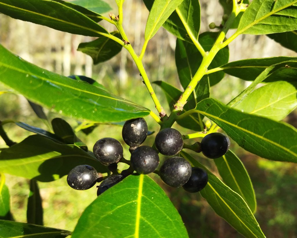 Frutos maduros de loureiro (Laurus nobilis).