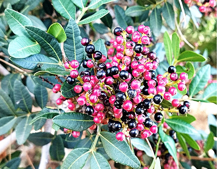 Lentisco (Pistacia lentiscus).