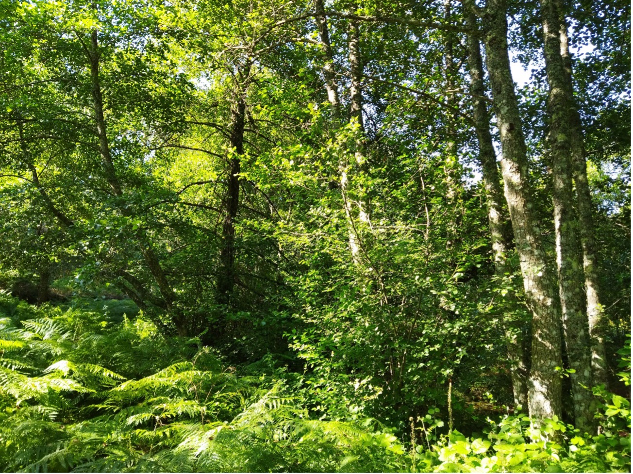 Floresta ripícola situada na região central de Portugal continental.