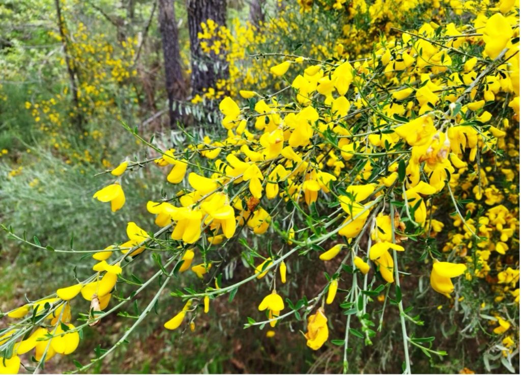 As giestas são importantes fixadoras de nitrogénio nos solos e produzem grandes quantidades de flores para numerosas espécies de insetos. Giesta-negral (Cytisus striatus, Fabaceae).