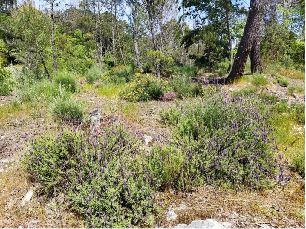 Aspeto de um aceiro em que se reduziu significativamente a carga de matéria orgânica combustível sem eliminar completamente as espécies de plantas autóctones. Esta prática permite proteger melhor o solo contra a erosão fluvial e eólica.