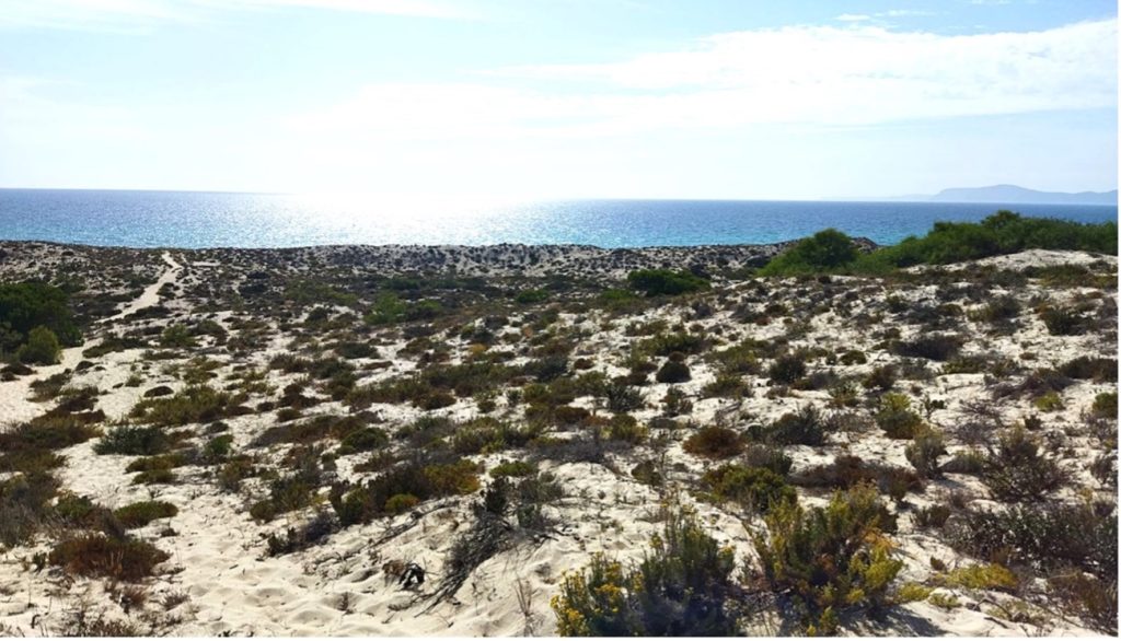 Aspeto de um aceiro em que se reduziu significativamente a carga de matéria orgânica combustível sem eliminar completamente as espécies de plantas autóctones. Esta prática permite proteger melhor o solo contra a erosão fluvial e eólica.