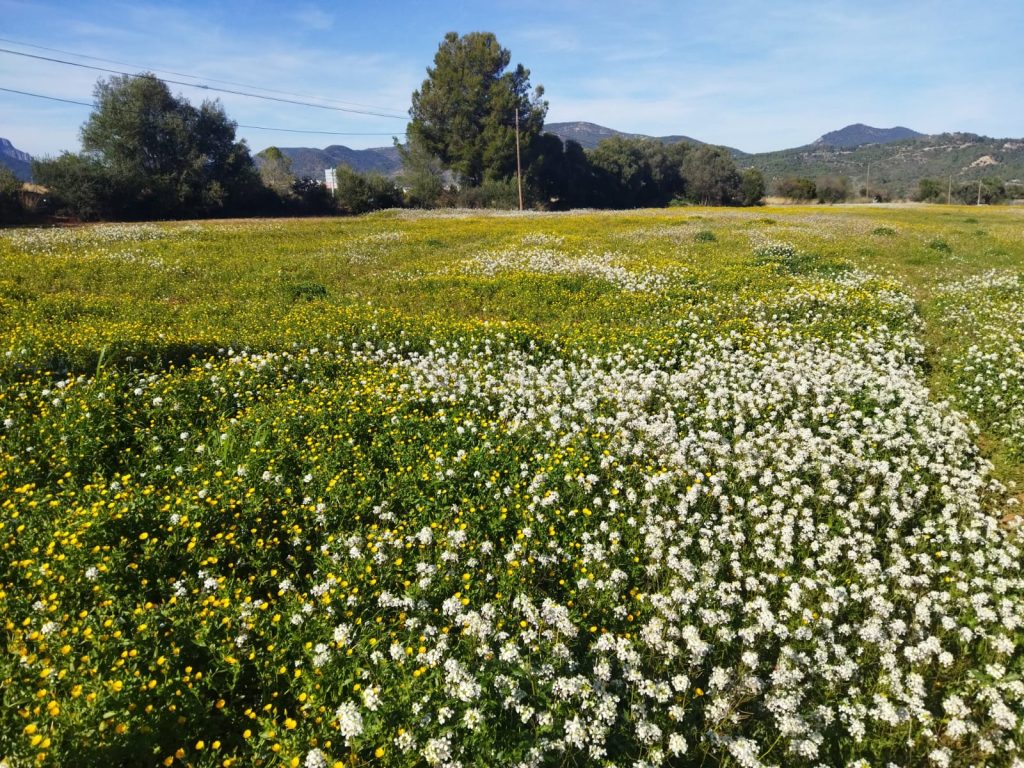 Os matos também são importantes!