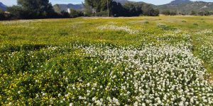 Os matos também são importantes!